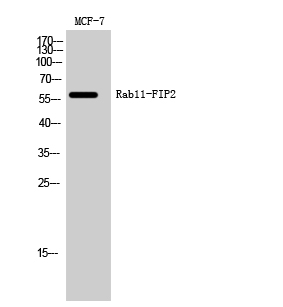 1 - Rab11-FIP2 Polyclonal Antibody AP72126