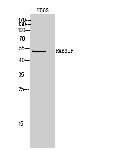 1 - RAB3IP Polyclonal Antibody AP72129