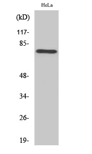 1 - Rabphilin-3A Polyclonal Antibody AP72133