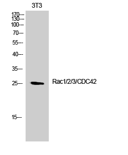 1 - Rac1/2/3/CDC42 Polyclonal Antibody AP72137