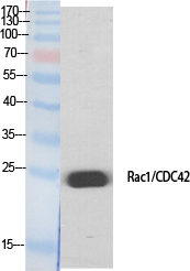 1 - Rac1/2/3/CDC42 Polyclonal Antibody AP72137