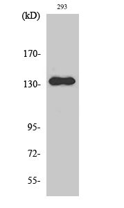 1 - RACK7 Polyclonal Antibody AP72138