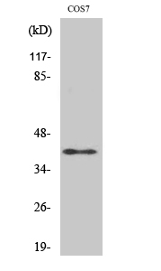 1 - Rad51C Polyclonal Antibody AP72150