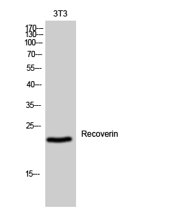 1 - Recoverin Polyclonal Antibody AP72220