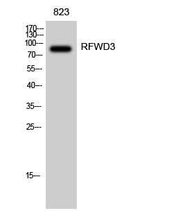 1 - RFWD3 Polyclonal Antibody AP72247