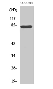 1 - RFX3 Polyclonal Antibody AP72249