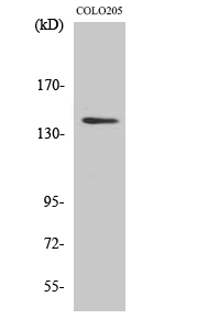 1 - RGAG1 Polyclonal Antibody AP72250