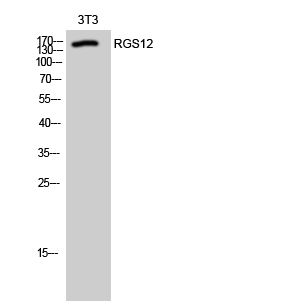 1 - RGS12 Polyclonal Antibody AP72255