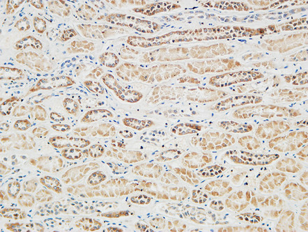 14 - RGS16 Polyclonal Antibody AP72257