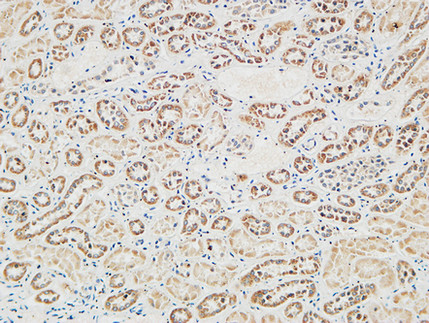 14 - RGS16 Polyclonal Antibody AP72257
