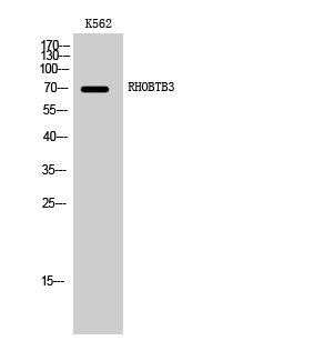 1 - RHOBTB3 Polyclonal Antibody AP72268