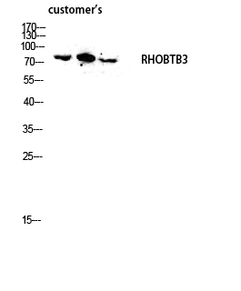 1 - RHOBTB3 Polyclonal Antibody AP72268