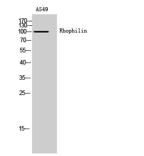 1 - Rhophilin Polyclonal Antibody AP72272
