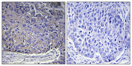 1 - Ribosomal Protein L37A Polyclonal Antibody AP72295