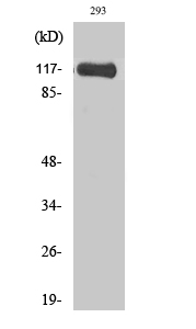 1 - M-RIP Polyclonal Antibody AP72331