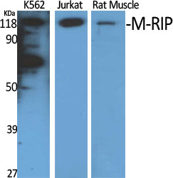 1 - M-RIP Polyclonal Antibody AP72331
