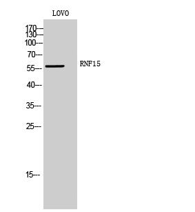 1 - RNF15 Polyclonal Antibody AP72340