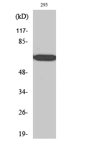 1 - RPAP2 Polyclonal Antibody AP72355