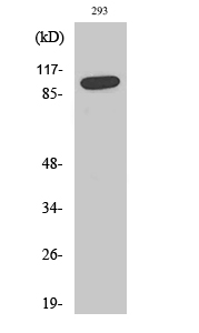 1 - SAPAP1 Polyclonal Antibody AP72395