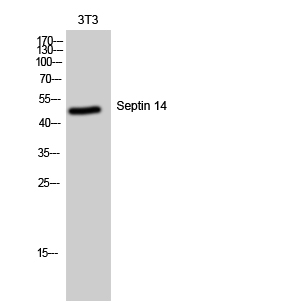 1 - Septin 14 Polyclonal Antibody AP72429