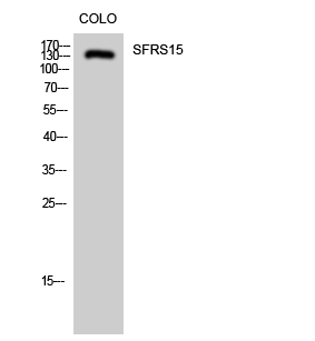 1 - SFRS15 Polyclonal Antibody AP72448
