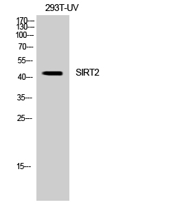 1 - SIRT2 Polyclonal Antibody AP72486