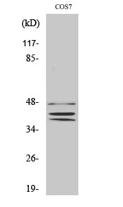 1 - Sox-8/9/17/18 Polyclonal Antibody AP72553