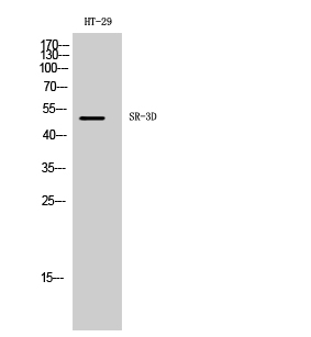 1 - SR-3D Polyclonal Antibody AP72585
