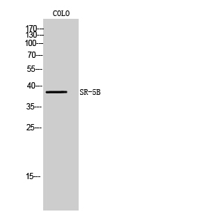 1 - SR-5B Polyclonal Antibody AP72590