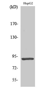 1 - Stat5 Polyclonal Antibody AP72636