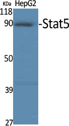 1 - Stat5 Polyclonal Antibody AP72636