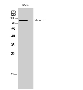 1 - Stonin-1 Polyclonal Antibody AP72646