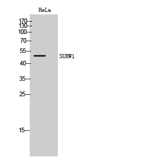 1 - SUHW1 Polyclonal Antibody AP72650