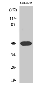 1 - Synaptotagmin XI Polyclonal Antibody AP72670