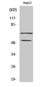 1 - SYT Polyclonal Antibody AP72684