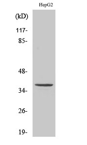 1 - T2R39 Polyclonal Antibody AP72692