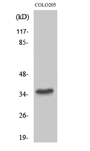 1 - T2R8 Polyclonal Antibody AP72699