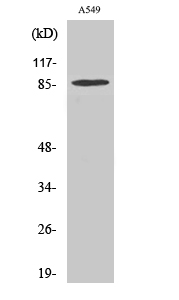 1 - TAF II p100 Polyclonal Antibody AP72709