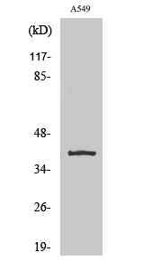 1 - TASK-5 Polyclonal Antibody AP72725