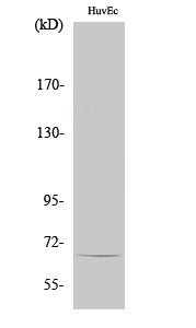 1 - TBX15/18 Polyclonal Antibody AP72749