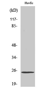 1 - TCEAL6 Polyclonal Antibody AP72759