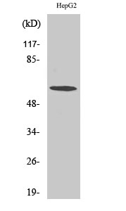 1 - TCP-1 ζ Polyclonal Antibody AP72768
