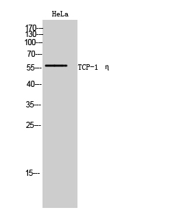 1 - TCP-1 η Polyclonal Antibody AP72769