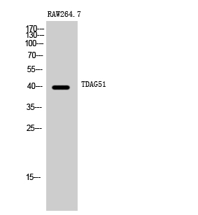 1 - TDAG51 Polyclonal Antibody AP72773
