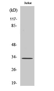 1 - TFIIE-β Polyclonal Antibody AP72799