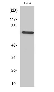1 - TFIIIB90-1 Polyclonal Antibody AP72803