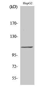 1 - TFIIIC110 Polyclonal Antibody AP72805
