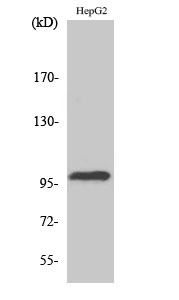 1 - Topo IIIβ-1 Polyclonal Antibody AP72881