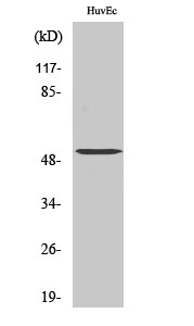 1 - Tubulin α-3C/D/E Polyclonal Antibody AP72962