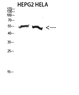 1 - Tubulin α-3C/D/E Polyclonal Antibody AP72962